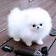 Zwergspitz / Pomeranian Welpen